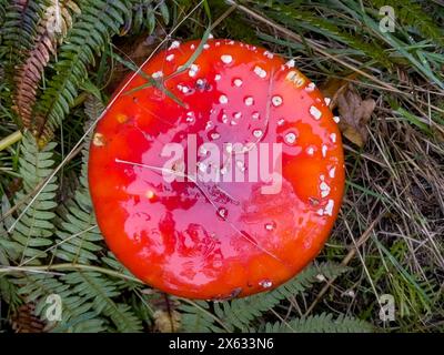 Amanita muscaria, auch bekannt als Fliegenpilz oder Fliegenamanita, die in einem Grasfleck wächst. Stockfoto