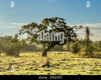 Baum mit knorrigem Stamm, gesehen vor blauem Himmel Stockfoto