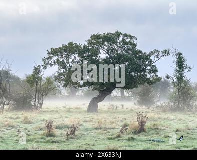 Baum mit knorrigem Stamm, gesehen gegen einen grauen Himmel nach einem Bodenfrost. UK Stockfoto