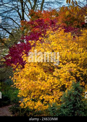 Asse mit gelber und roter Herbstfarbe Stockfoto