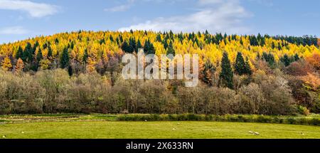 Laub- und Nadelbäume im Herbst vom erhöhten Aussichtspunkt des Dalby Forest Drive aus gesehen. North Yorkshire, Großbritannien Stockfoto