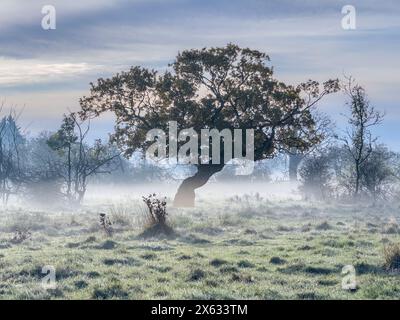 Baum mit knorrigem Stamm vor blauem Himmel mit Bodennebel. UK Stockfoto