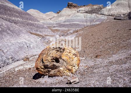 Großes Stück farbenfrohen versteinerten Holzes entlang des Blue Mesa Trail im Petrified Forest National Park, Arizona, USA am 17. April 2024. Stockfoto