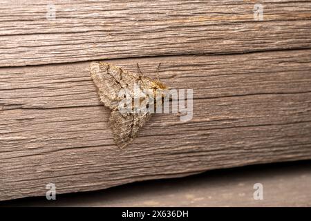 Lycia hirtaria Familie Geometridae Gattung Lycia Brindled Schönheit Motte wilde Natur Insektenfotografie, Bild, Tapete Stockfoto