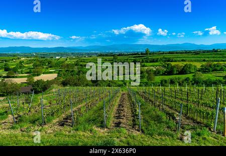 Blick von den Bahlinger Weinbergen (Kaiserstuhl) über die Rheinebene bis in den Schwarzwald. Baden Württemberg, Deutschland, Europa Stockfoto