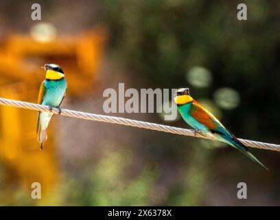 Farbenfrohe europäische Bienenfresser (Merops apiaster) mit Biene an Stromleitung. Androlikou, Zypern Stockfoto