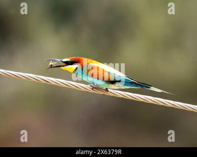 Farbenfroher europäischer Bienenfresser (Merops apiaster) mit Biene an Stromleitung. Androlikou, Zypern Stockfoto