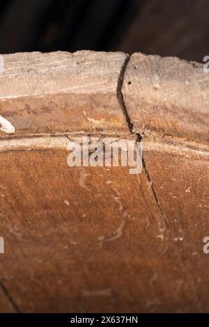 Trochosa ruricola Familie Lycosidae Gattung Trochosa rustikale Wolfsspinne wilde Natur Insektenfotografie, Bild, Tapete Stockfoto