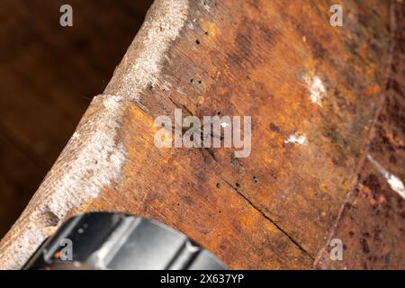 Trochosa ruricola Familie Lycosidae Gattung Trochosa rustikale Wolfsspinne wilde Natur Insektenfotografie, Bild, Tapete Stockfoto