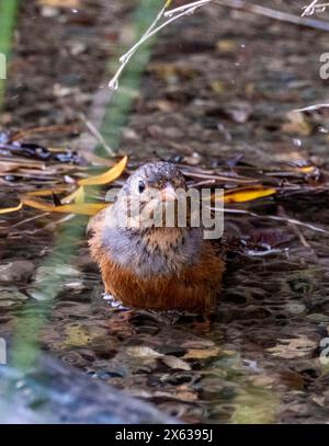 Cretzschmars Bunting, Emberiza caesia mit Bad in einem Bach, Akamas, Zypern Stockfoto