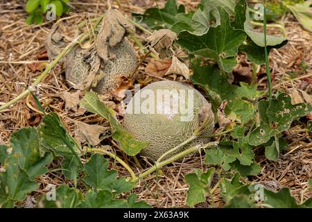 Reife Cantaloupe im Garten mit Strohmulch. Gartenbau, Bio-Produkte und Haus-Obstgarten-Konzept. Stockfoto