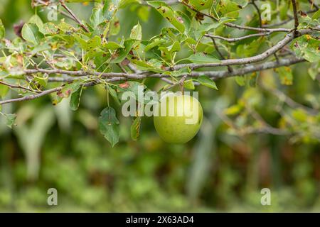 Grüner Apfel, der auf einem Baum wächst. Apfelgarten, Landwirtschaft und Landwirtschaft. Stockfoto
