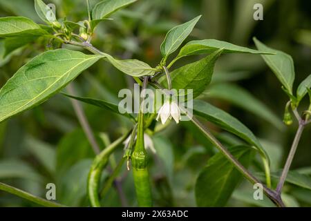 Heiße Pfefferpflanze mit weißer Blume, die im Garten wächst. Gemüsegarten, Bio-Produkte und Gartenkonzept. Stockfoto