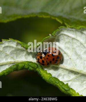 Harlequin Marienkäfer Harmonia axyridis Paarung Stockfoto