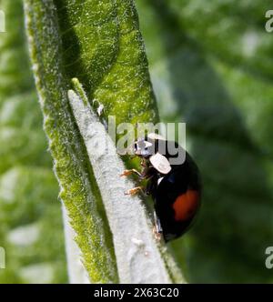 10 Punkte Marienkäfer Stockfoto