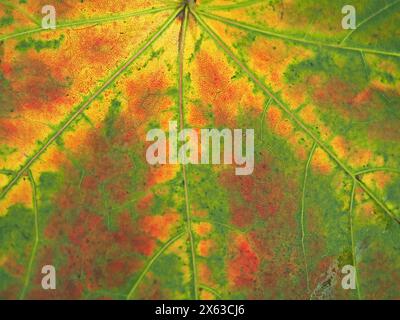 Herbstfarben verleihen dem erschöpften Grün rund um die Hauptadern eines gefallenen Platanen (Acer pseudoplatanus) einen sanften Rot- und Gelbton. Stockfoto