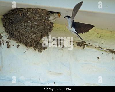 Erwachsenes Haus Martin (Delichon urbicum) fliegt ein- und auswärts, um eifrige Küken im Schlammnest unter der Dachtraufe zu füttern, hauptsächlich Marienkäfer, und verschüttete einige Stockfoto