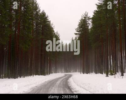 Kurvenreiche Straße durch den Wald mit Schneelandschaft. Nebel taucht unter den Bäumen auf. Stockfoto