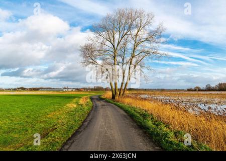 Landstraße mit einsamem Baum in Gistel, Westflandern, Belgien. Stockfoto