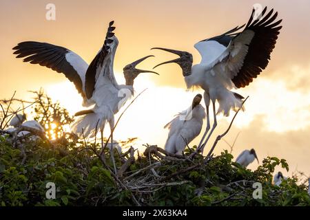 Holzstörche (Mycteria americana) streiten bei Sonnenaufgang - Wakodahatchee Wetlands, Delray Beach, Florida, USA Stockfoto