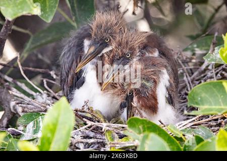 Juvenile dreifarbige Reiher (Egretta tricolor) - Wakodahatchee Wetlands, Delray Beach, Florida, USA Stockfoto