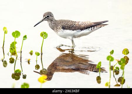 Einsame Sandpiper (Tringa solitaria) - Wakodahatchee Wetlands, Delray Beach, Florida, USA Stockfoto