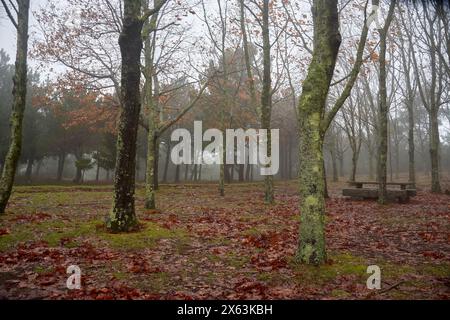 Ein Herbsttag auf Alto da Groba mit rötlichen Blättern auf dem Boden und Nebel bedeckt den Wald Stockfoto