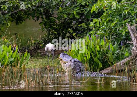 Der amerikanische Alligator (Alligator mississippiensis) nähert sich einem Holzstorch (Mycteria americana) in den Wakodahatchee Wetlands, Delray Beach, Florida, USA Stockfoto