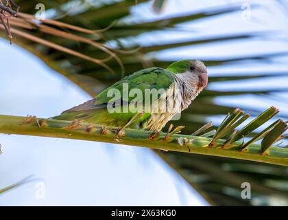 Grüner Sittich mit grauem Bauch und blauen Flügelmarkierungen. Sie wurde in Madrid gegründet und gibt Anlass zu Bedenken hinsichtlich der Auswirkungen auf einheimische Vögel. Stockfoto