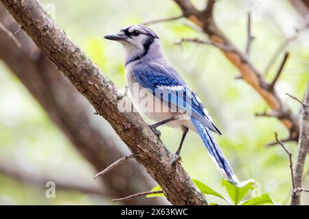 Blue jay (Cyanocitta cristata) - Green Cay Wetlands, Boynton Beach, Florida, USA Stockfoto