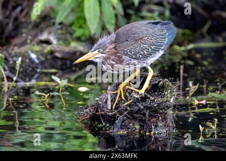 Jungreiher (Butorides virescens) - Green Cay Wetlands, Boynton Beach, Florida, USA Stockfoto