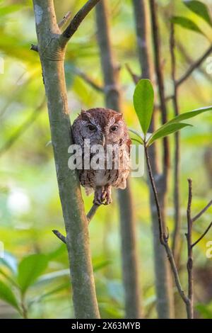 Eastern Screech-Owl (Megascops asio) - Green Cay Wetlands, Boynton Beach, Florida, USA Stockfoto