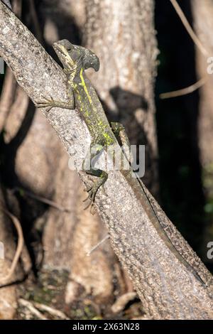 Braun Basilisk (Basiliscus vittatus) - Green Cay Feuchtgebiete, Boynton Beach, Florida, USA Stockfoto