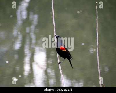 Ein leuchtender männlicher Rotflügelbarren (Agelaius phoeniceus), der auf einem verwitterten Stock thront und seinen charakteristischen roten Schulteraufnäher zeigt. Stockfoto