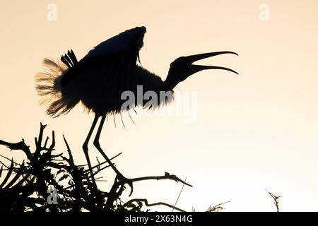 Holzstorch (Mycteria americana) Silhouette bei Sonnenaufgang - Wakodahatchee Wetlands, Delray Beach, Florida, USA Stockfoto