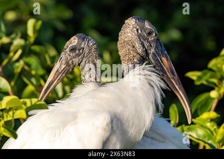 Holzstorch (Mycteria americana) Brutpaar auf Nest - Wakodahatchee Wetlands, Delray Beach, Florida, USA Stockfoto