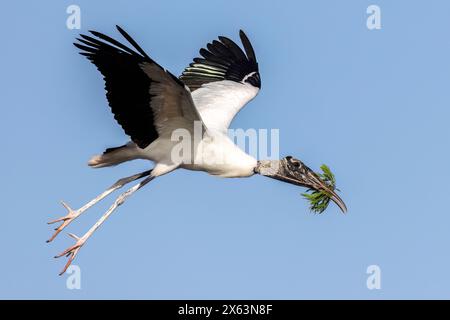 Holzstorch (Mycteria americana) im Flug mit Nistmaterial - Wakodahatchee Wetlands, Delray Beach, Florida, USA Stockfoto