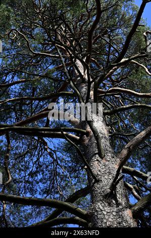 Die überragende Ansicht eines großen Baumes von unten mit Blick auf seine komplexen Äste, die sich bis zum blauen Himmel erstrecken Stockfoto