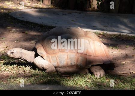 Aldabras Schildkröten sind eine der weltweit größten Landschildkröten Stockfoto