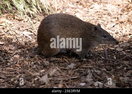 Bandicoots sind ungefähr so groß wie eine Ratte und haben eine spitze Schnauze, einen buckligen Rücken, einen dünnen Schwanz und große Hinterfüße Stockfoto