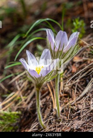 Pasqueflower (Anemone patens) weiße Wildblumen in den Colorado Rocky Mountains Stockfoto