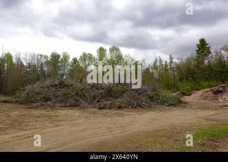 Großer Haufen Bürste und Baumschenkel von einem windigen Sturm, der zu Holzspänen geschreddert wird Stockfoto