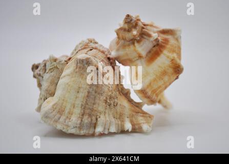 Nahaufnahme von zwei Conch Strombus Shells auf weißem Hintergrund Stockfoto