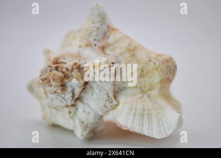 Nahaufnahme von Conch Strombus Shells auf weißem Hintergrund Stockfoto