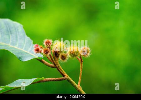 Commersonia bartramia (Andilau, Durian tupai, Brown kurrajong, Scrub Christmas Tree, Muntingia bartramia). Diese Pflanze wächst im Regenwald Stockfoto