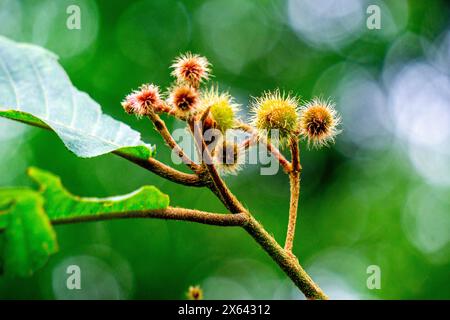 Commersonia bartramia (Andilau, Durian tupai, Brown kurrajong, Scrub Christmas Tree, Muntingia bartramia). Diese Pflanze wächst im Regenwald Stockfoto