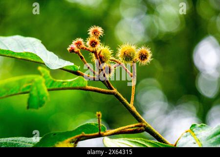 Commersonia bartramia (Andilau, Durian tupai, Brown kurrajong, Scrub Christmas Tree, Muntingia bartramia). Diese Pflanze wächst im Regenwald Stockfoto