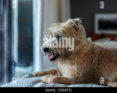Süßer Hund, der auf dem Bett ruht. Stockfoto