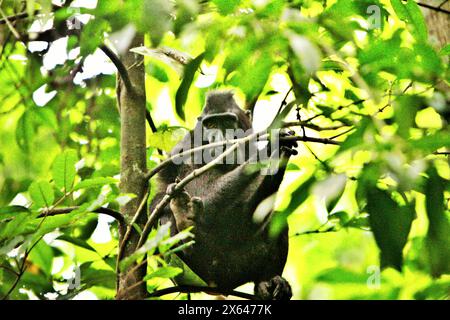 Ein Schwarzkäppchen (Macaca nigra) ruht auf einem Baum im Tangkoko-Wald in Nord-Sulawesi, Indonesien. Haubenmakaken sind stark auf intakten Reifen Wäldern angewiesen, während Sekundärwälder für diese Art weniger geeignet sind, so Primatologen in einem Forschungspapier, das in der August-Ausgabe 2023 des International Journal of Primatology veröffentlicht wurde. Derzeit haben etwa ein Viertel der Primatenbereiche Temperaturen über historischen, wie ein anderes Wissenschaftlerteam zeigte. Tangkoko Wald, ein Schutzgebiet, in dem Makaken leben, leidet unter Temperaturanstieg um bis zu... Stockfoto