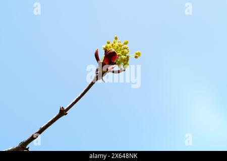 Sonnendurchflutete Norwegen Maple Bud Öffnung Stockfoto